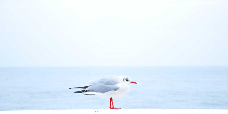 配图2