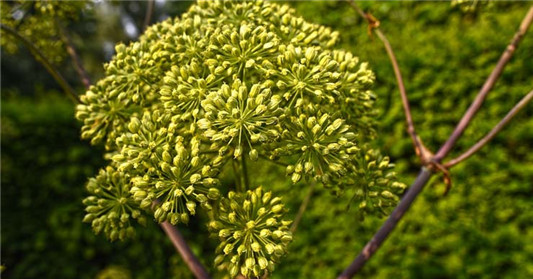 什么是芬多精，芬多精精油功效有哪些，