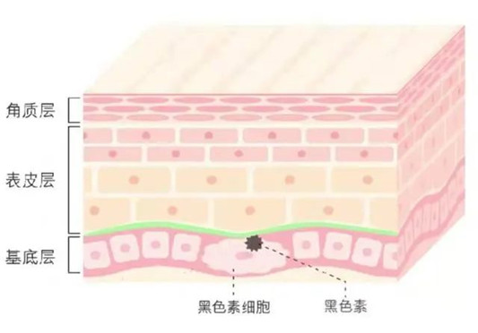 烟酰胺火爆了，好多美白产品都用它，用它真能变白？  黑色素 第2张