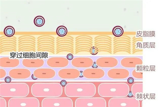 毛孔粗大、黑头、闭口咋办？3招细成蛋白肌  毛孔 第7张