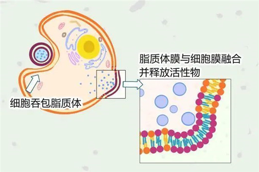 毛孔粗大、黑头、闭口咋办？3招细成蛋白肌  毛孔 第8张