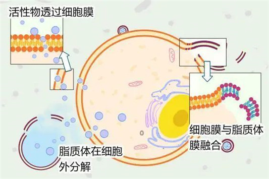 毛孔粗大、黑头、闭口咋办？3招细成蛋白肌  毛孔 第9张