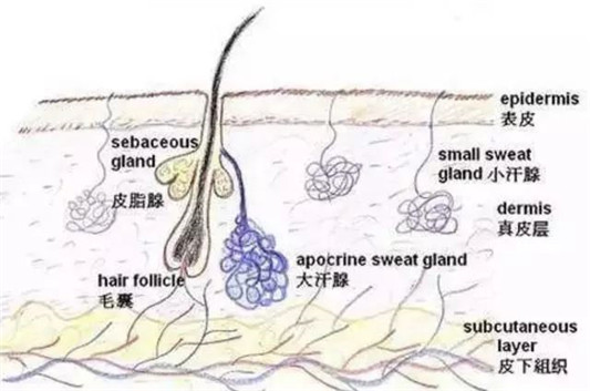 黑头除不尽，一茬接着一茬来揭秘黑头下方小秘密，去黑头小妙招  黑头 毛孔 油脂 第2张