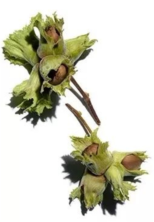 双萃精华爆红之后，娇韵诗再推新品兰花双萃乳  兰花 精油 植物 第9张