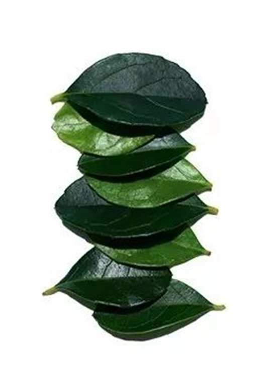 双萃精华爆红之后，娇韵诗再推新品兰花双萃乳  兰花 精油 植物 第10张