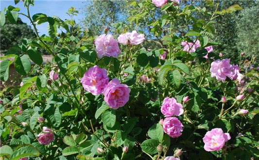 安心之水，蒂普提克 diptyque杜桑淡香水  香水 淡香水 Diptyque 第5张
