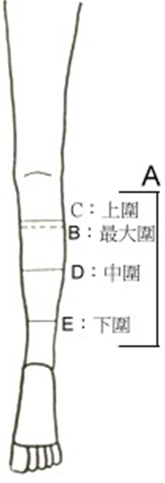 谈东方女性小腿的标准三围  女性 第2张