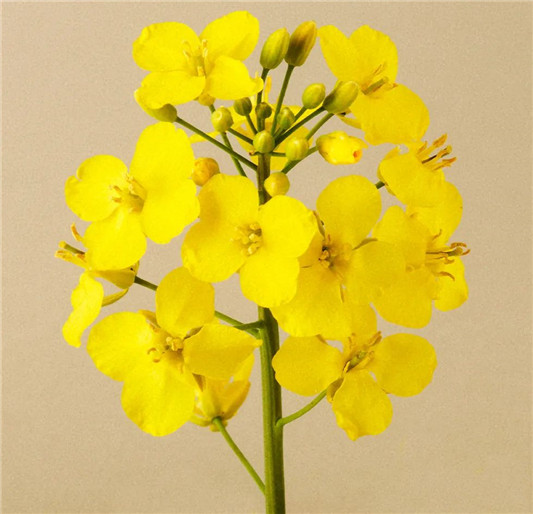 熬夜党必备，春雨蜂蜜睡眠面膜  春雨 面膜 第14张