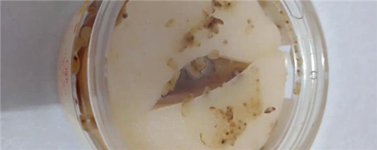 御泥坊眼膜贴适合年龄