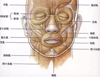 坚持运动法令纹没了是真的么，分析如下  法令纹 抗皱护肤 第4张