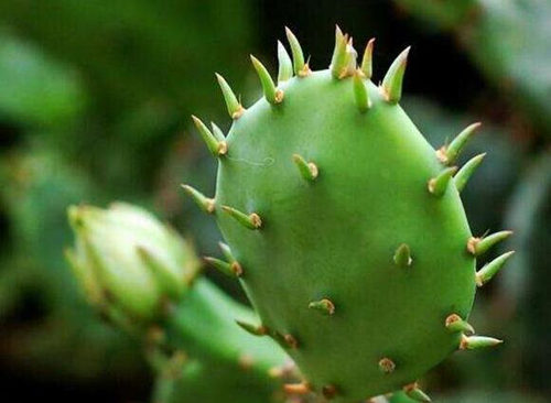 挑完粉刺后怎么消炎，几个消炎方法可参考  粉刺 消炎 美白祛黄 第5张