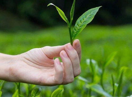 用什么洗脸去痘痘快，五种选择帮助净痘  洗脸 美白祛黄 第2张