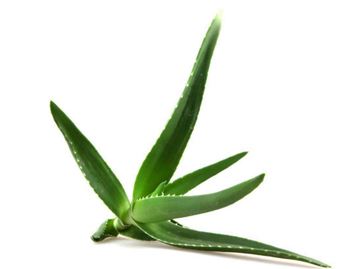 青春痘快速消除老方法，四个偏方治疗青春痘  青春痘 快速 美白祛黄 第2张