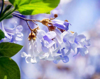 青春痘快速消除老方法，四个偏方治疗青春痘  青春痘 快速 美白祛黄 第4张