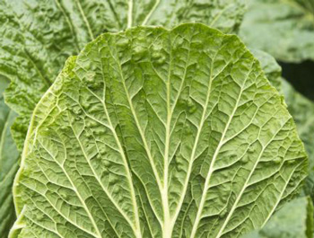 囊肿性痘痘怎么排出来，5种快速改善  囊肿 痘痘 美白祛黄 第2张