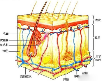 胸前长痘痘是什么原因，分析5种常见情况  长痘的原因 美白祛黄 第4张