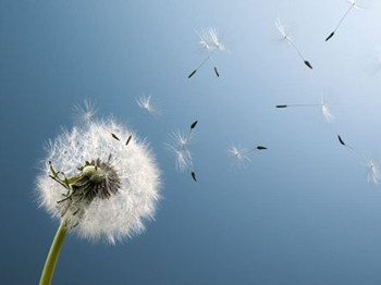 蒲公英治痘痘的方法，内服外用来治痘  蒲公英 痘痘 方法 美白祛黄 第2张