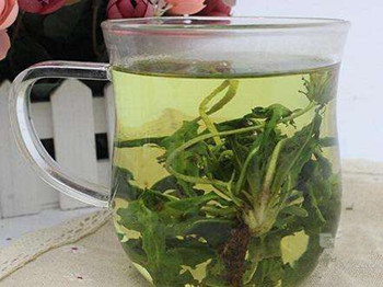 蒲公英治痘痘的方法，内服外用来治痘  蒲公英 痘痘 方法 美白祛黄 第4张