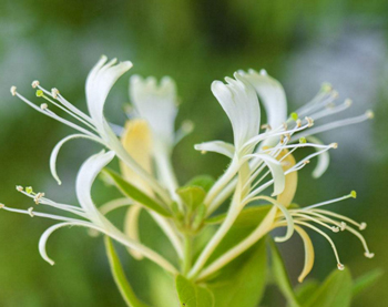 祛痘排毒养颜方法，教你五招排毒祛痘养颜