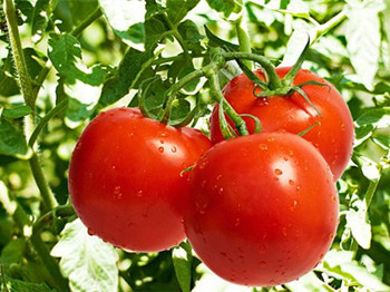 痤疮吃什么水果好，吃出来的好皮肤  痤疮 美白祛黄 第5张