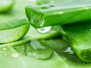 哪些中药磨成粉可以去痘印，中药去痘印的方法  中药 成粉 美白祛黄 第1张