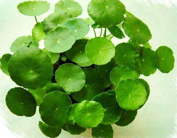 积雪草可以去痘印吗,深挖积雪草去印可信度 积雪草 美白祛黄 第1张 积雪草可以去痘印吗,深挖积雪草去印可信度 积雪草 美白祛黄 第1张