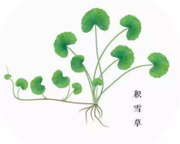 积雪草可以去痘印吗,深挖积雪草去印可信度 积雪草 美白祛黄 第2张 积雪草可以去痘印吗,深挖积雪草去印可信度 积雪草 美白祛黄 第2张