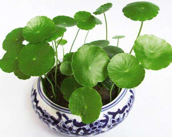 积雪草可以去痘印吗,深挖积雪草去印可信度 积雪草 美白祛黄 第3张 积雪草可以去痘印吗,深挖积雪草去印可信度 积雪草 美白祛黄 第3张