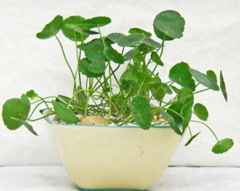 积雪草可以去痘印吗,深挖积雪草去印可信度 积雪草 美白祛黄 第5张 积雪草可以去痘印吗,深挖积雪草去印可信度 积雪草 美白祛黄 第5张