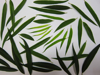 中药面膜祛痘印,好用推荐top5 面膜 去痘印 美白祛黄 第4张 中药面膜祛痘印,好用推荐top5 面膜 去痘印 美白祛黄 第4张