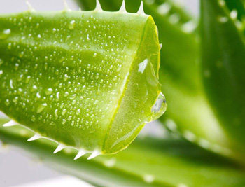 中药面膜祛痘印,好用推荐top5 面膜 去痘印 美白祛黄 第5张 中药面膜祛痘印,好用推荐top5 面膜 去痘印 美白祛黄 第5张