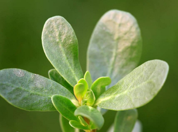 3天快速去痘印小妙招，急速去痘印分享  去痘印 美白祛黄 第3张