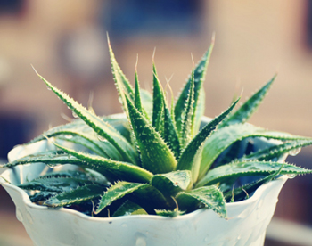 自制去痘印面膜排行榜，前六消灭痘印