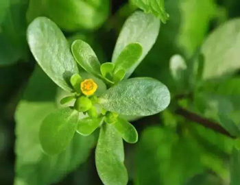 用什么土方法去痘印效果好，推荐4种土方法  土方法 去痘印 美白祛黄 第2张