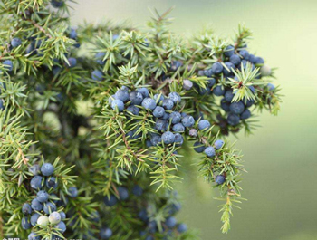 皮肤过敏怎么缓解瘙痒，五种止痒妙招分享