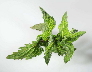 皮肤过敏怎么缓解瘙痒，五种止痒妙招分享  过敏 瘙痒 美白祛黄 第4张