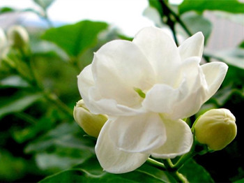 天然收缩毛孔的小方法，六种方法收细毛孔  收缩毛孔 美白祛黄 第4张