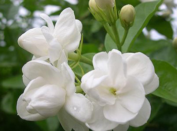 怎样紧致肌肤收缩毛孔，教你5种方法  收缩毛孔的方法 美白祛黄 第2张