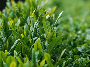 脸上毛孔粗大堵塞怎么清理毛孔堵塞  毛孔堵塞 美白祛黄 第3张