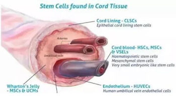 韩国脐带血化妆品好吗，真的有效还是噱头
