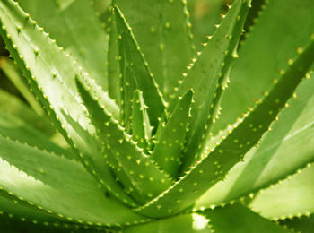 盆栽的芦荟可以擦脸吗，正确擦脸的方法