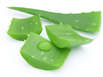 盆栽的芦荟可以擦脸吗，正确擦脸的方法  芦荟 美白祛黄 第4张