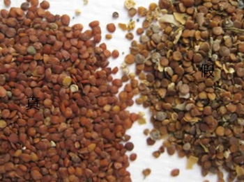 海藻面膜怎么调敷多久,怎样辨别真假 海藻面膜 真假 美白祛黄 第6张 海藻面膜怎么调敷多久,怎样辨别真假 海藻面膜 真假 美白祛黄 第6张