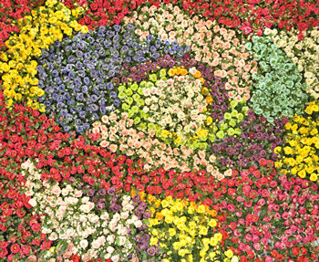 jess玫瑰护肤品怎么样，会过敏么 价格是多少