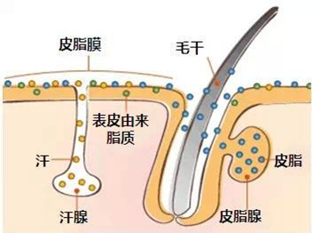 dms角质层修复乳有激素吗  dms角质层修复乳 美白祛黄 第3张