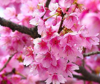 纯天然自制护肤品配方大全Top5  纯天然护肤品 美白祛黄 第2张