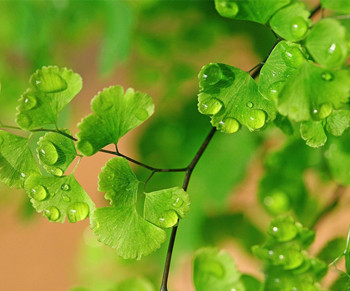 中国纯植物护肤品排行榜品牌推荐