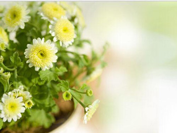 自制中药抗过敏面膜，学会3款  中药面膜 美白祛黄 第3张