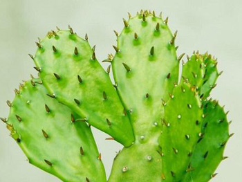 严重的激素脸怎么调理，学会4种方法  激素脸 调理 美白祛黄 第3张