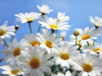 激素脸能用什么护肤品，推荐5种类型  激素脸 护肤品 美白祛黄 第3张